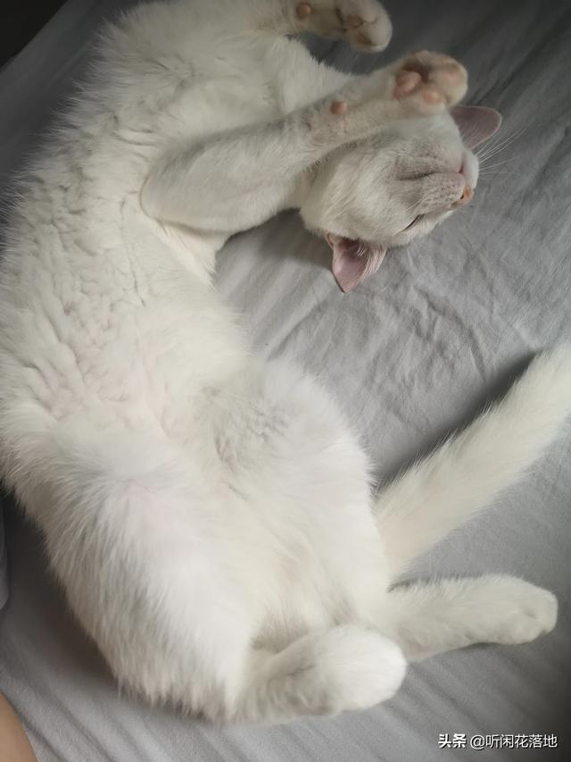 家猫多久能适应新主人:人和猫要相处多久才会有感情？