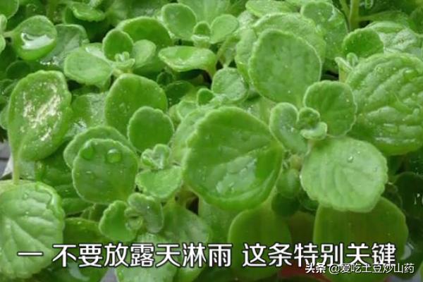 秋季碰碰香怎么养:碰碰香的养殖方法是什么？