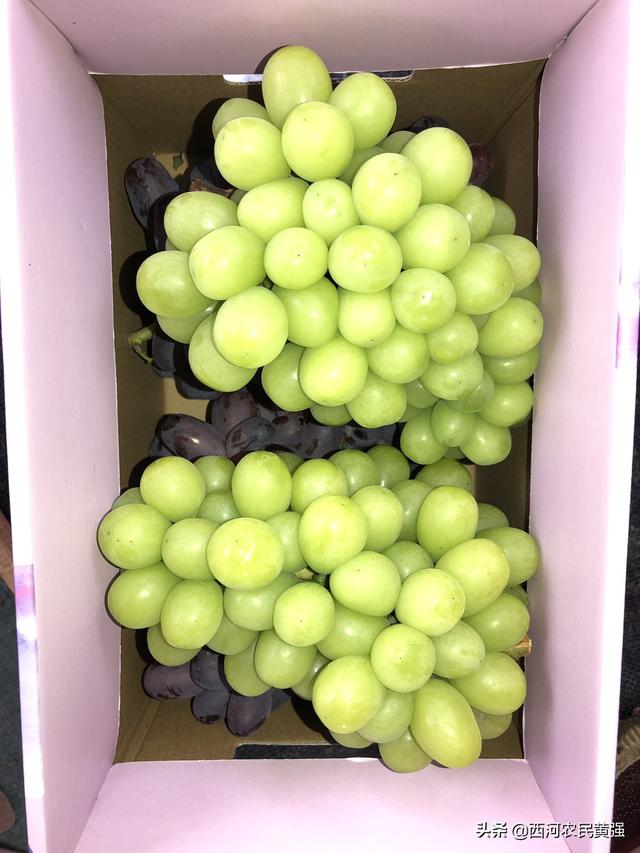 今年阳光玫瑰的价格是6-8块,大家有什么看法？