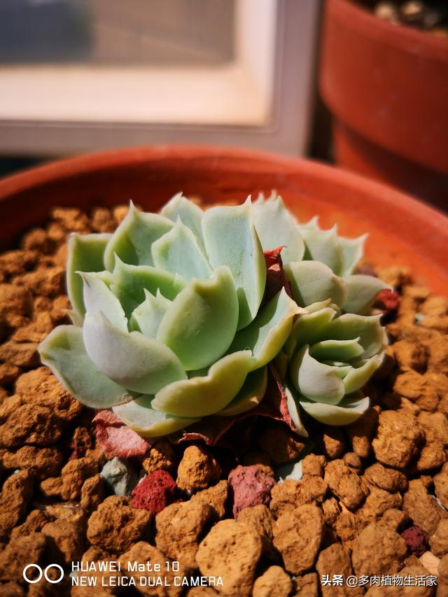 头条问答 多肉植物哪种好看又好养 如果拼养哪几种放在一起 足智多谋快乐分享的回答 0赞