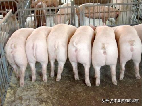 2020年疫情过去以后,养殖什么最有前景,最赚钱？