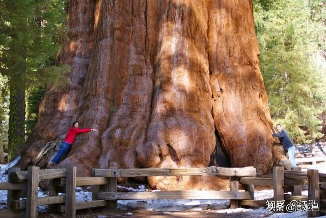 头条问答 - 世界上最高和最矮的树木是什么树?(2个回答)