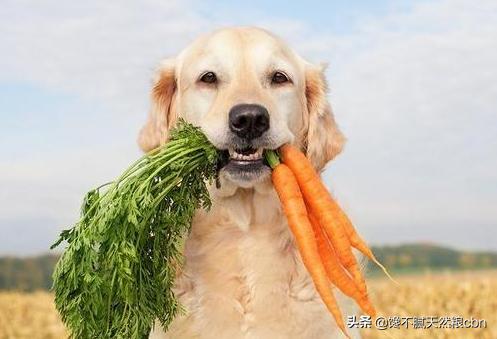 狗狗吃飯太快太急有什麼辦法解決