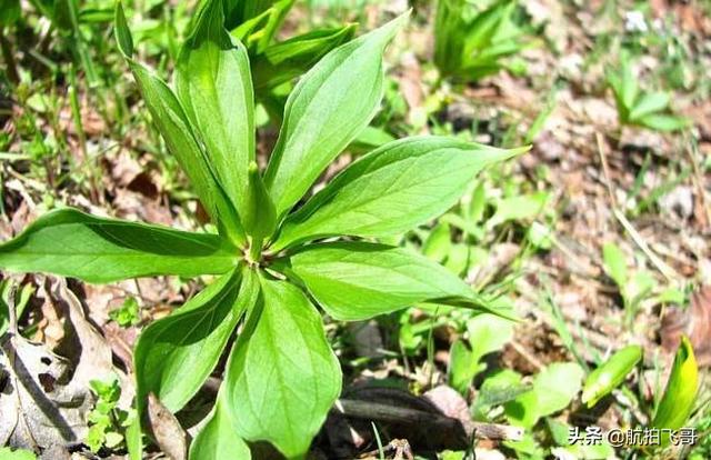 四季海棠茎腐病怎么治:又到了重楼茎基腐病的高发期了？您做好防治准备了吗？