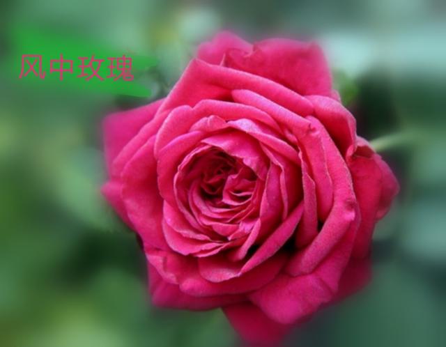 优秀月季花品种介绍百度网:名贵月季十大品种是哪些品种？