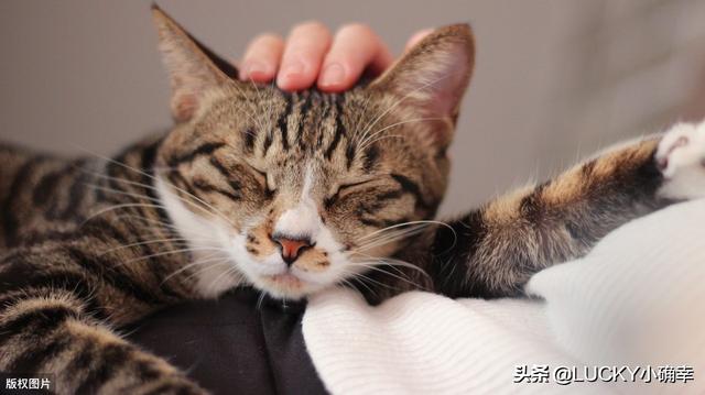 宠物医生手册免费阅读:10个月猫咪怀孕怎么办？