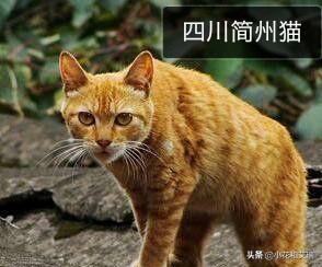 四川简州猫是招财猫吗:啊有谁知道猫的品种啊?中国的和其他比较有名的品种啊？