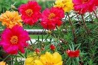 小型观花植物:家里空间小有什么适合养的植物？