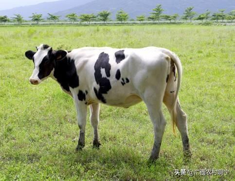 广西红腹锦鸡养殖:广西农村养殖什么最能挣钱?又不担心销路？