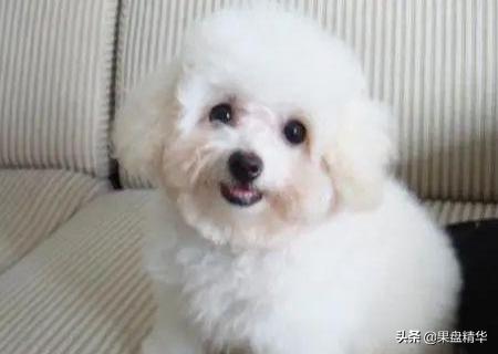 泪痕:狗狗的泪痕怎样才能洗去？