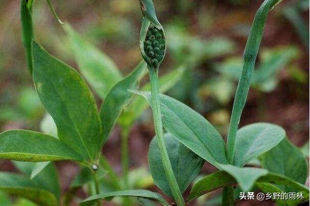 南造云子:一颗半夏种子可以长几颗怎么养护好