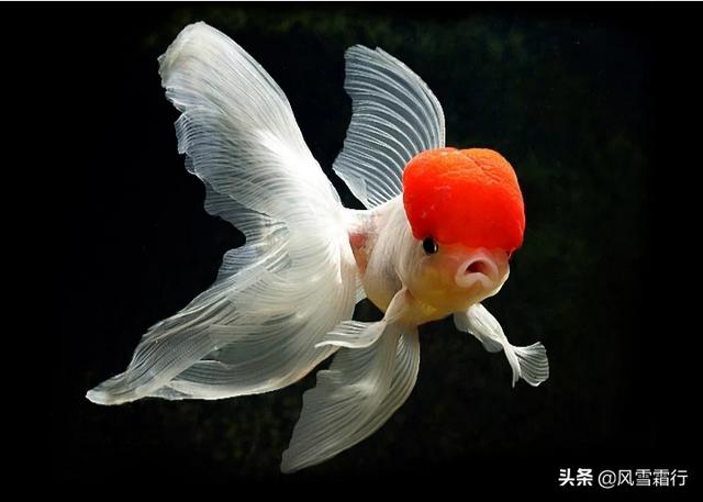 金鱼的喂食时间:几天给金鱼换一次水，几天给金鱼喂一次食？