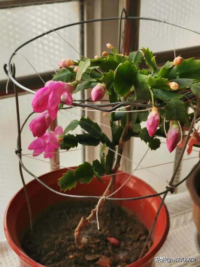 我家养的花,阳台已经装不下啦！看见好看的花还想买,控制不住自己,这是怎么了？