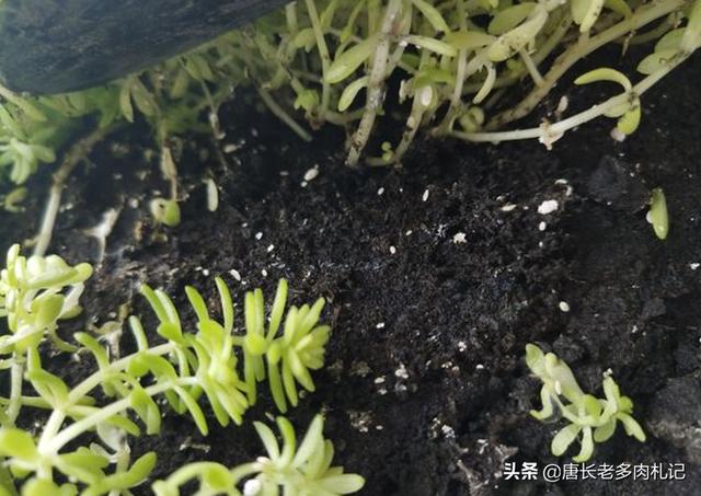 多肉酒精去介壳虫:多肉有介壳虫可以喷酒精吗 多肉植物介壳虫怎样清理？