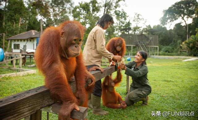 印尼红毛猩猩卖滔视频:马来西亚的红毛猩猩，吃哪些食物呢？