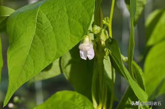 角箱鲀图片:农民种芸豆，植株长势挺好，就是不坐荚，这是为何？如何防治？