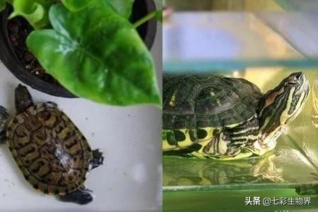 世界上最吓人的乌龟用英语怎么说:世界上最大的乌龟之一英语怎么说 世界上最丑陋的东西是什么？