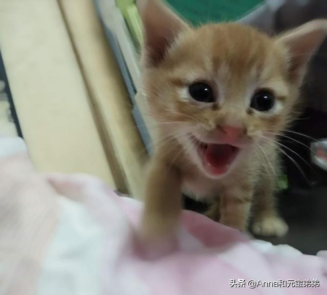 猫玩具:为什么有些猫咪总把玩具叼到床上？