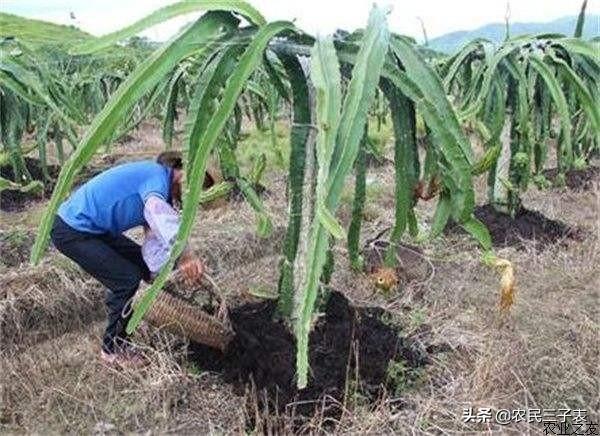 火龙果怎么切,栽种火龙果枝条基部怎么切？