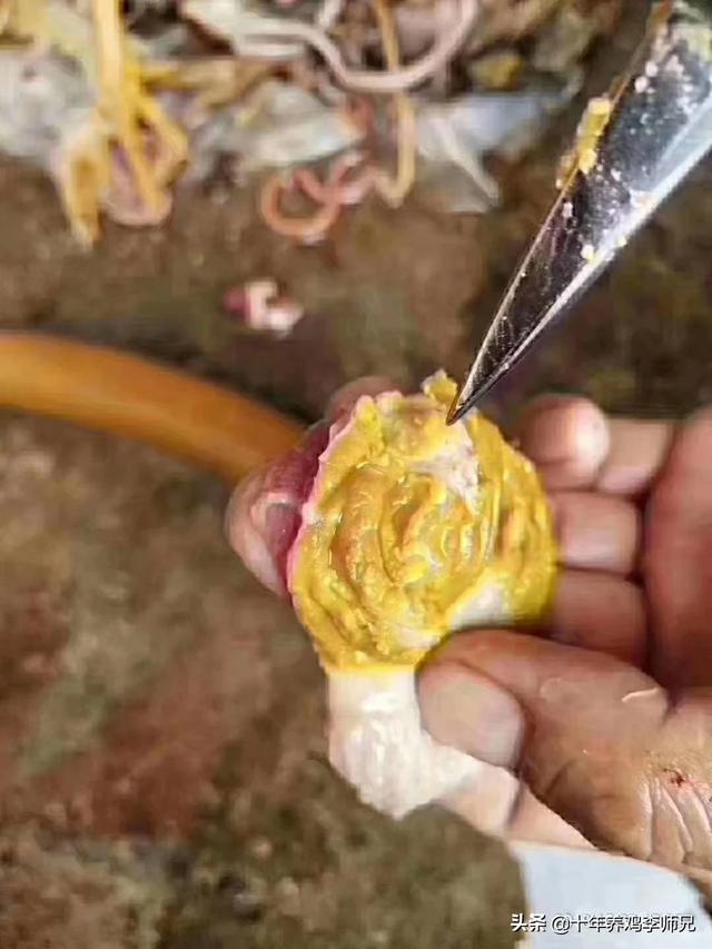 济南东大宠物兔养殖场:我的肉鸡养殖场，今年划入禁煤区了，有什么成本低的取暖方式吗？