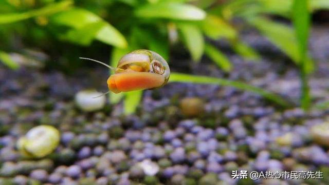 苹果螺爆缸的视频:苹果螺爆缸的危害 苹果螺可以养在过滤槽里吗？