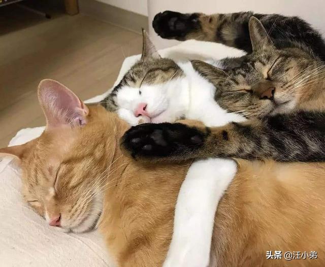 宠物猫之雪鞋猫:如何让老猫与新来的猫猫和平相处？