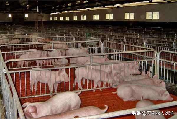 老母猪生小孩:如何判断老母猪是否生完小猪？