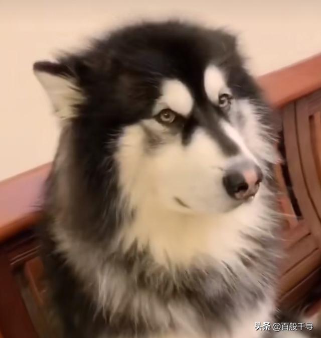 如何辨别戌、戍、戊、戎这几个字？
