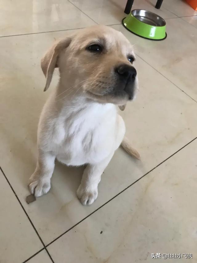 防暴犬好养吗:防暴犬罗威纳的缺点有哪些？