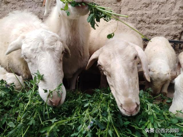 反刍动物用阴离子盐:豆秸秆能粉碎喂羊吗？需要注意什么？