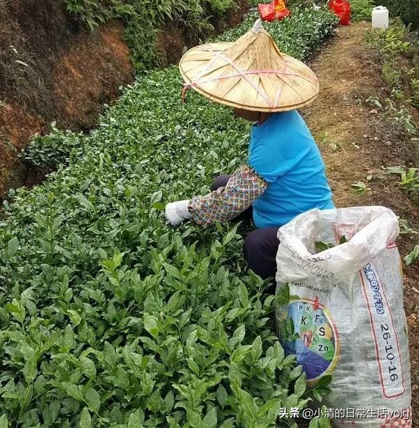 春夏秋冬都适合喝什么茶,春夏秋冬喝茶有什么讲究？