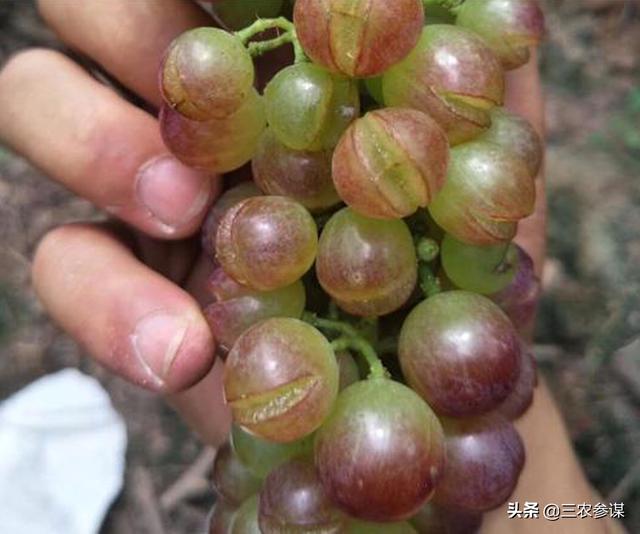 头条问答 - 葡萄用钾肥和钙肥还是好开口,是什么原因,还有什么方法