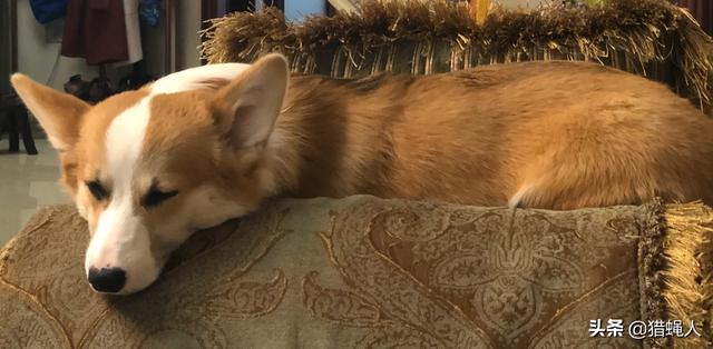 柯基犬幼犬:怎么分辨纯种柯基和串串柯基？