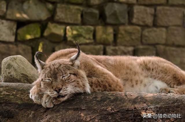 猪鼻蛇图片:遇到危险后，最会装死的动物有哪些？