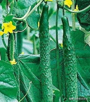 栽培黄瓜经常出现的畸形瓜是如何导致的？该如何预防黄瓜畸形瓜的发生？