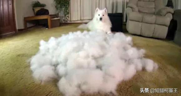 萨摩耶犬好养吗,最近想养个萨摩耶，好养吗？
