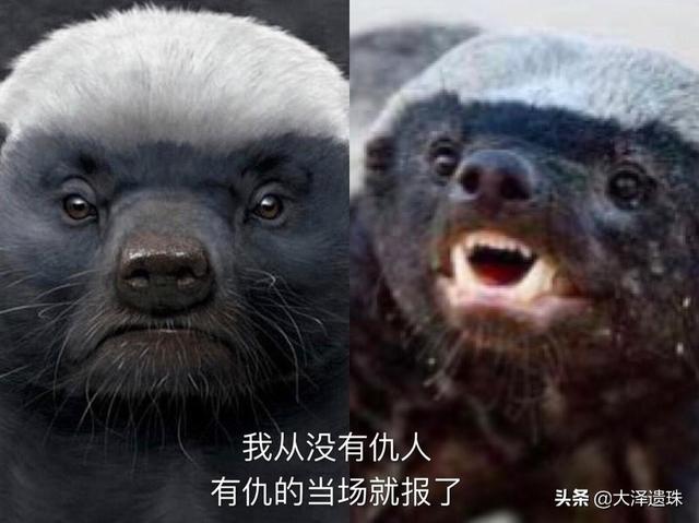 蜜獾与比特犬打架视频:生死看淡，不服就干，蜜獾凭什么这么牛？