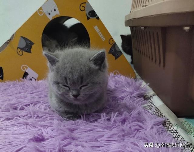 家猫:都说猫养不熟，是真的吗？