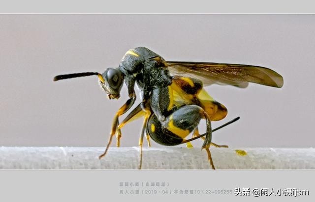使用手机拍摄，使用“前景”有什么技巧