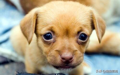 金毛犬怎么训练握手:训练金毛难不难？有什么技巧吗？