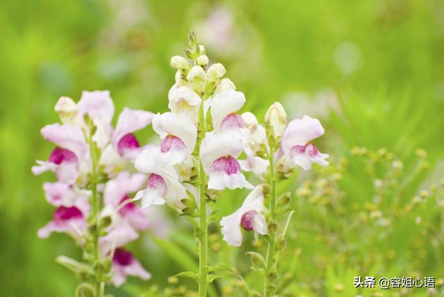 金鱼草怎么养开花:夏季，开着花的金鱼吊兰可以换盆吗？