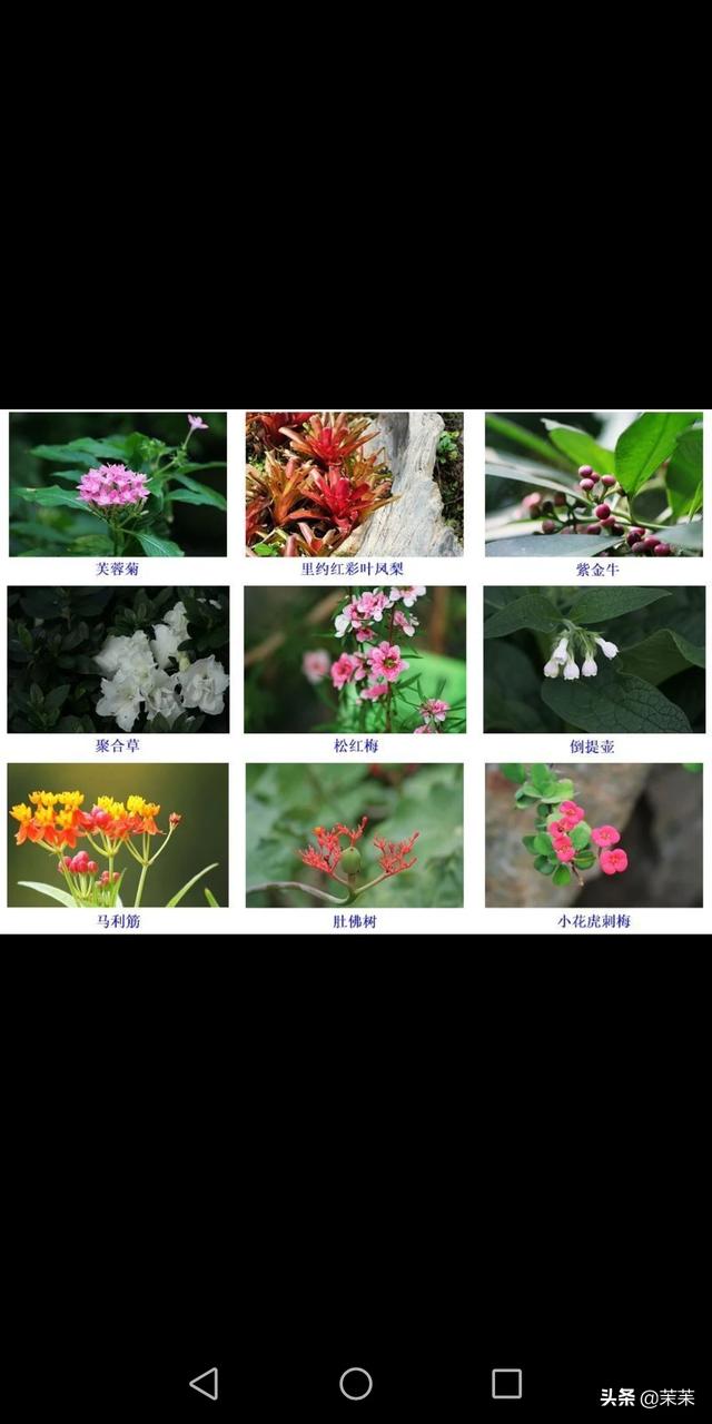 有没有人和我一样喜欢养花却不喜欢买花