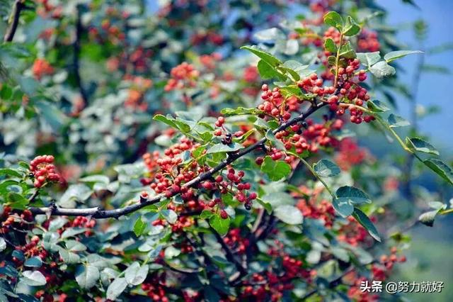 花椒樹有幾個品種?鳳椒和大紅袍的區別是什麼?-圖6