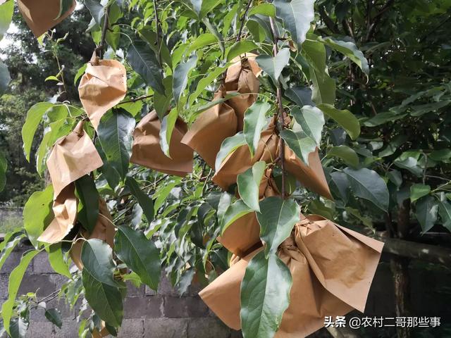 俊介君是什么品种:在南方最晚熟的梨树品种是什么品种？如何种植？