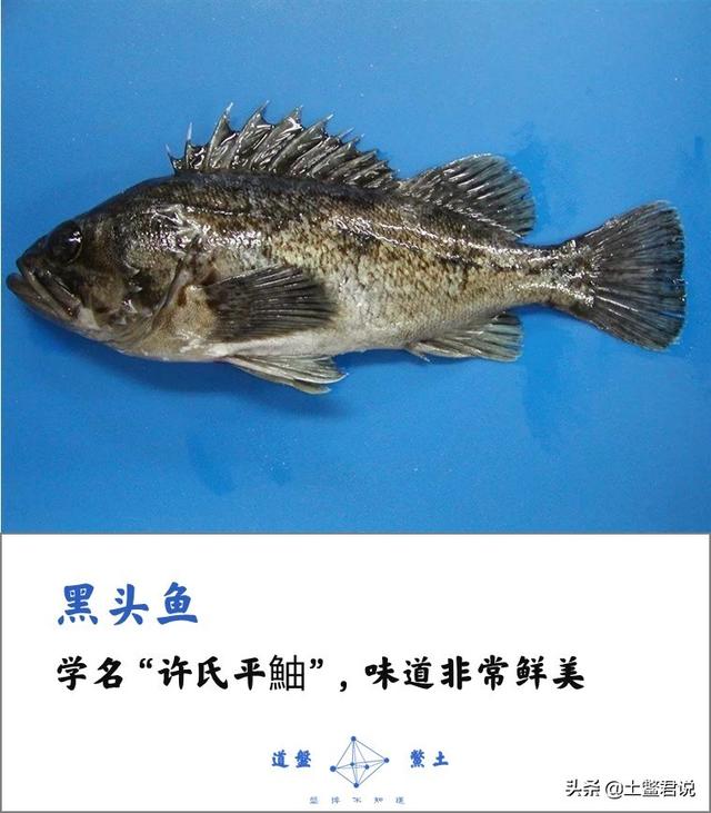 龙趸王:中国四个海哪个海里的海鲜好吃，为什么