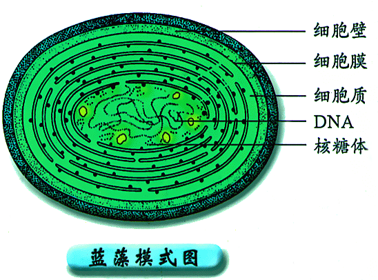 环纹娄氏藻:蓝藻分解精的危害有哪些？