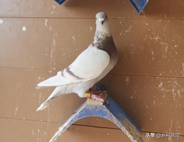磺胺对甲氧嘧啶钠:信鸽磺胺类药物中毒怎么治疗？