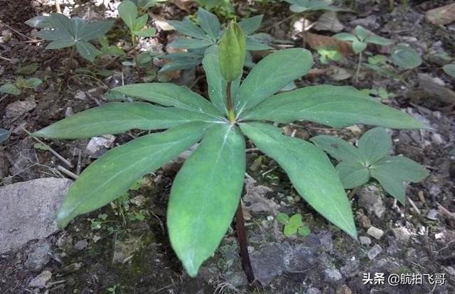 四季海棠茎腐病怎么治:又到了重楼茎基腐病的高发期了？您做好防治准备了吗？