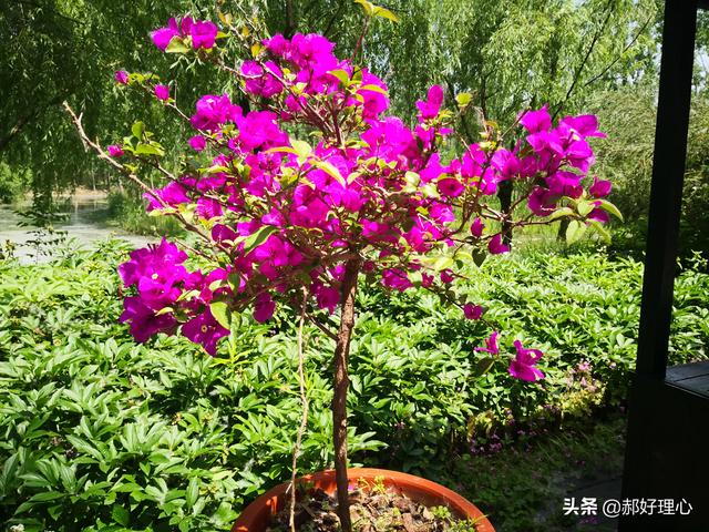 现在社会的四害是什么？