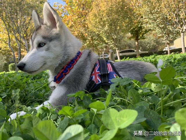 狗语言翻译机你知道我最恨什么么:中国狗和外国狗会有语言障碍吗？